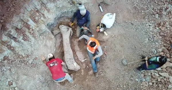 Quái vật dài 20 m 