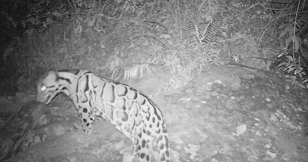 Được xác nhận tuyệt chủng 40 năm, loài vật này bất ngờ xuất hiện trở lại, chuyên gia nói: Hawking đã đúng