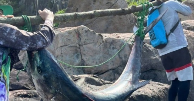 Cần thủ Đà Nẵng câu được cá 'khủng' nặng 63kg ở bán đảo Sơn Trà
