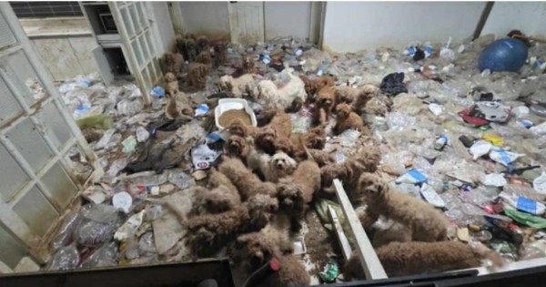 36 con poodle bị bỏ đói, sống chung 17 bộ xương chó, rác thải ngập ngụa trong một tòa nhà