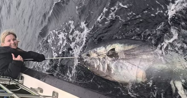 Cô gái câu được con cá ngừ khổng lồ nặng 344kg trên biển