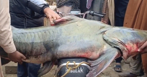 Bắt được con cá nặng 102kg, ngư dân liền bán với giá 58 triệu đồng