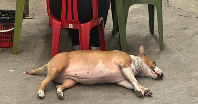 Dân mạng 