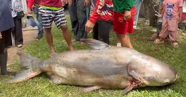 Ngư dân bắt được con cá tra dầu khổng lồ nặng 200kg trên sông