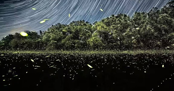 Chúng ta có thể là thế hệ cuối cùng được nhìn thấy đom đóm