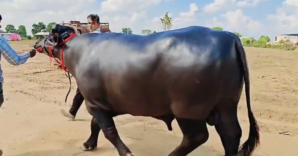 Con trâu được trả 8,7 tỷ đồng, người đàn ông vẫn từ chối bán