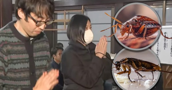 Công ty diệt côn trùng Nhật Bản làm lễ cầu siêu cho những con bọ bị tiêu diệt