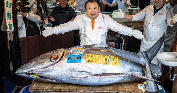 Người đàn ông xuống tiền mua con cá nặng 242kg giá 85 tỷ đồng