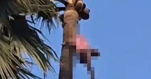 Phát hiện thi thể người đàn ông trên ngọn cây cọ