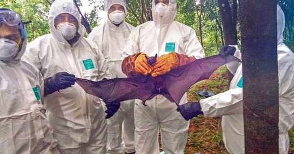 WHO xác nhận một trường hợp tử vong do virus Nipah