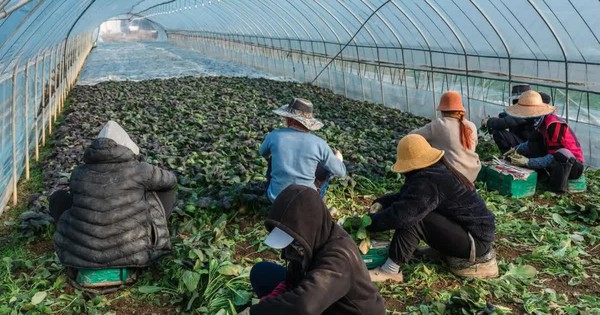 Hàn Quốc mở đợt cao điểm toàn quốc trấn áp nạn bóc lột lao động di cư