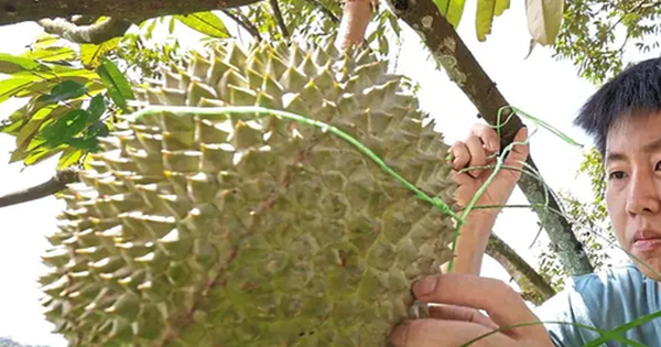 Sầu riêng sẽ trở thành 