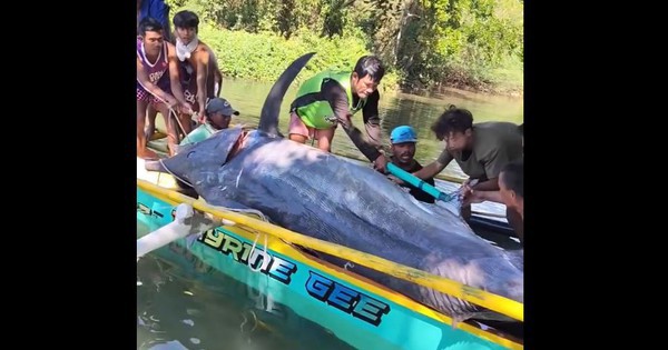 Ngư dân bắt được con cá khổng lồ dài 4,6 mét, nặng 500kg