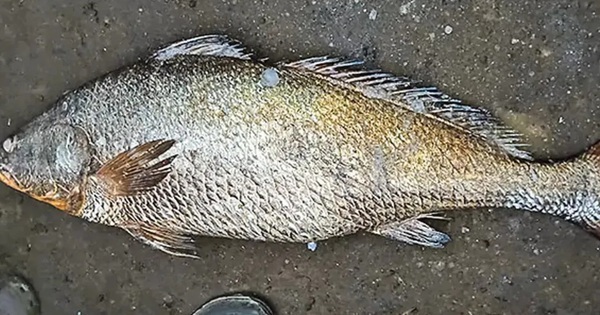 Bắt được con cá nặng 25kg, ngư dân liền bán với giá 115 triệu đồng