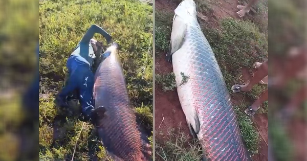 Ngư dân bắt được con cá khổng lồ nặng 135kg trên sông