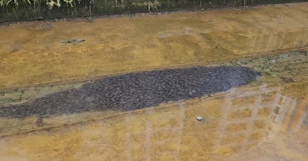Nhìn xuống kênh, người phụ nữ bắt gặp cảnh tượng nổi da gà