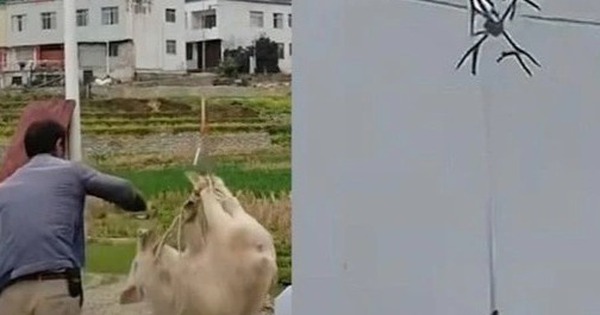 Con lợn biết bay khiến cả làng mất điện