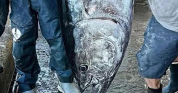 Câu được cá ngừ khổng lồ nặng 210kg, ngư dân liền bán với giá 70 triệu đồng