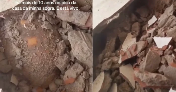 Đập sàn nhà để sửa chữa, gia đình bất ngờ phát hiện thứ vẫn “sống” dưới đó suốt 10 năm
