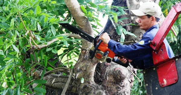 Tỉa cành mọc chặn lối đi, không ngờ là cây quý có giá 3,8 tỷ đồng, hàng xóm sang đòi 180 triệu đồng, tòa tuyên bố: Không cần đền