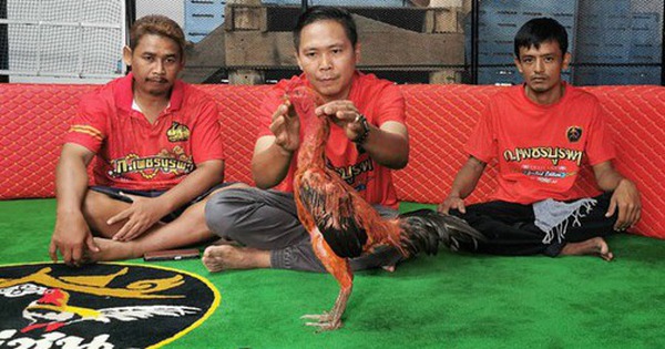 Con gà chọi được trả 2,8 tỷ đồng, người đàn ông từ chối bán
