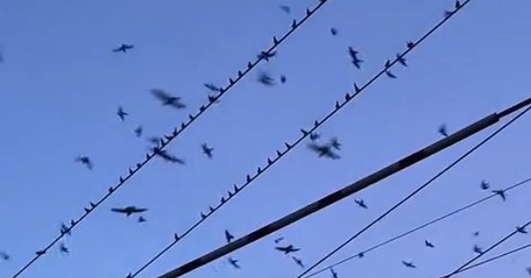 Đang đi dạo, người đàn ông bắt gặp cảnh tượng nổi da gà