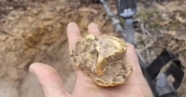 Đi đào gốc cây, người đàn ông bỗng nhặt được kho báu hơn 2 tỷ đồng