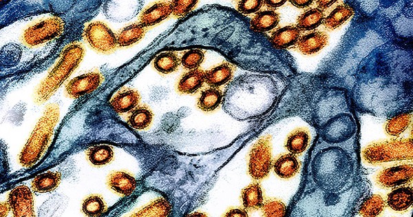 Phát hiện chủng virus cúm gia cầm chưa từng thấy ở người tại Mỹ