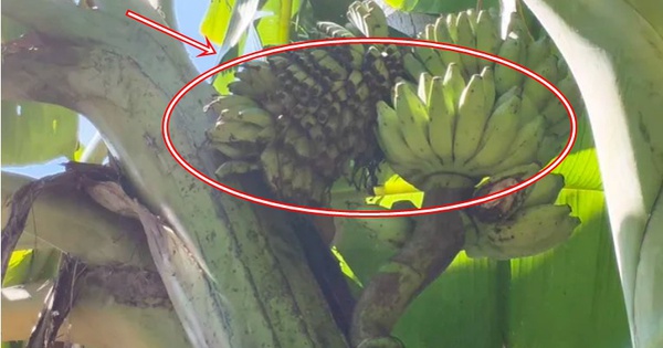 Cây chuối trong làng bỗng xuất hiện hiện tượng lạ, người dân xôn xao 