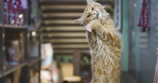 Người đàn ông kiếm được 565 triệu đồng nhờ cho mèo của người khác ăn mấy ngày Tết