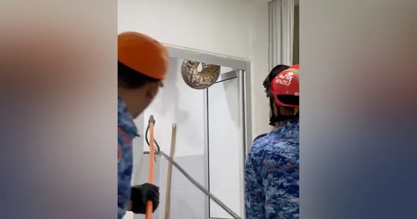 Trăn khổng lồ chọc thủng trần nhà vệ sinh, gây kinh hãi ở Malaysia