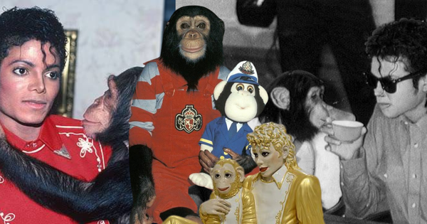 Con tinh tinh có cuộc đời xa hoa nhất thế giới, từng theo Michael Jackson tiệc tùng thâu đêm, hiện tại khiến ai cũng sững sờ