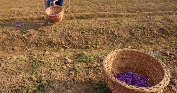 Gia vị đắt nhất thế giới bất ngờ gặp 