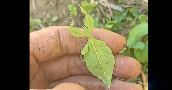 Người đàn ông sốc nặng khi phát hiện ra chiếc lá 