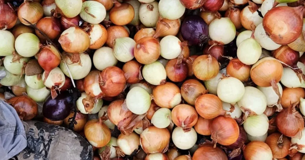 Hàng nghìn túi khoai tây chiên và hành tây trôi dạt vào bờ biển Anh
