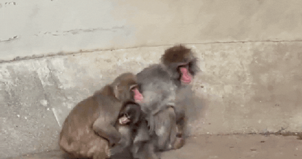 Chú khỉ Punch mà cả thế giới đang quan tâm cuối cùng đã được ôm rồi!