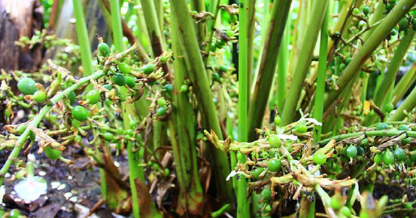 Loại hạt đắt đỏ bậc nhất thế giới, 2 triệu đồng/kg chỉ hơn 10 nước trồng được, ở Việt Nam cũng có