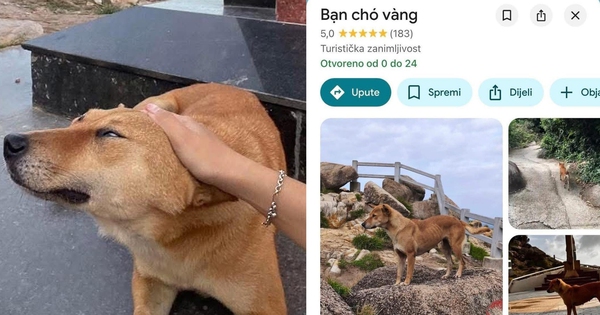 Chú chó vàng được đánh giá 5 sao trên Google Maps vì dẫn đường khách du lịch quá có tâm