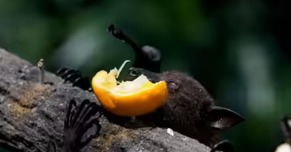 Chuyên gia cảnh báo: Loài rơi mang virus Nipah thích ăn một loại quả quen thuộc, ngày Tết ở Việt Nam bán cực nhiều