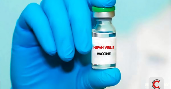 Nipah: Tại sao dịch bệnh có tỷ lệ tử vong 40-75% vẫn chưa có vaccine sau 20 năm phát hiện?