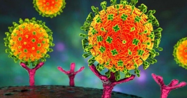 Xu hướng tìm kiếm Nipah trên Google: Virus Nipah là gì, lây qua đường nào?