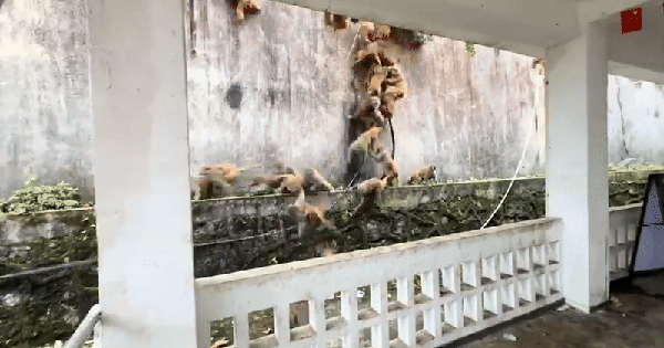 Hàng trăm con khỉ bất ngờ lao xuống núi với tốc độ chóng mặt: Hiện tượng lạ khiến người dân hoang mang