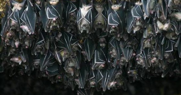 Cảnh báo: Tìm thấy loài dơi mang virus Nipah nhiều nhất ở nơi này - Có người chủ quan thường tới, ngủ lại