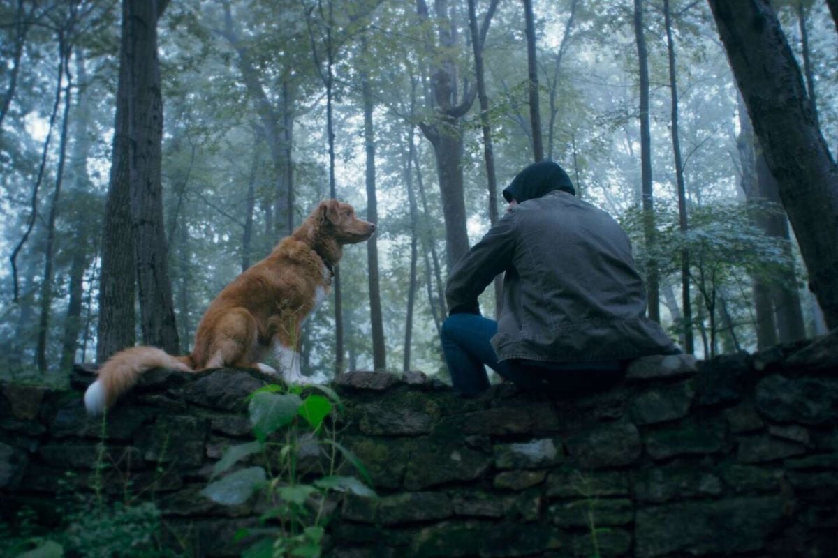 Chú Chó Indy Trong Phim Kinh Dị Good Boy Kêu Gọi Oscar Công Nhận Diễn Viên Động Vật