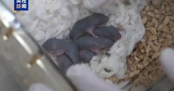 Chú chuột vũ trụ vừa sinh ra 9 chú chuột con
