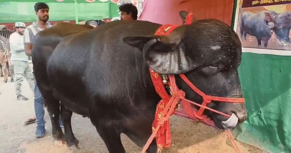 Con trâu dài 2,4 mét được trả 1,4 tỷ đồng, người đàn ông từ chối bán