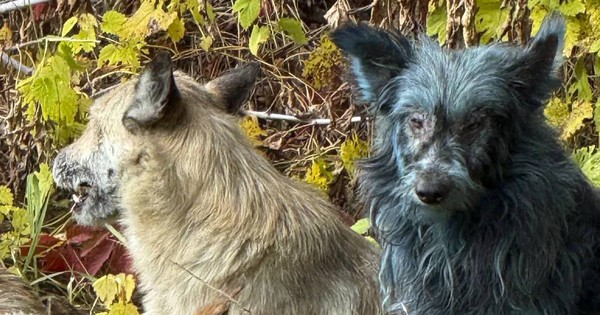 Bí ẩn đàn chó lông xanh xuất hiện gần khu thảm họa hạt nhân Chernobyl