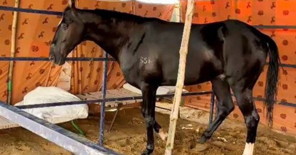 Con ngựa màu đen có giá lên tới 44,5 tỷ đồng